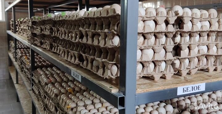 Яйцо инкубационное индюшиное