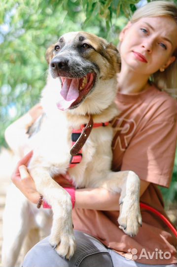 Микс ждет своего хозяина, учителя и просто друга