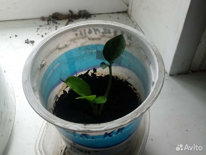 Продам долларовое дерево, замиокулькас