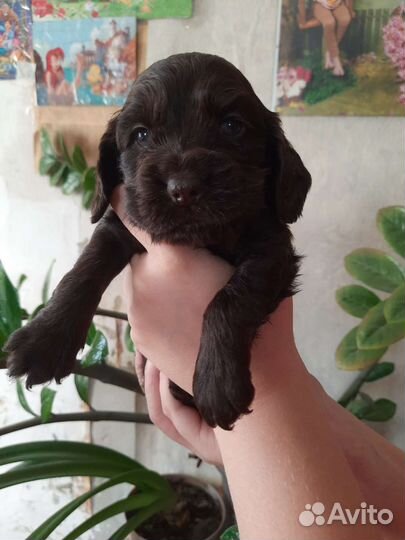 Собака Английский кокер спаниель щенок девочка