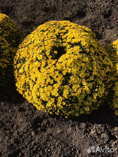 Хризантема шаровидная,мультифлора,саженцы