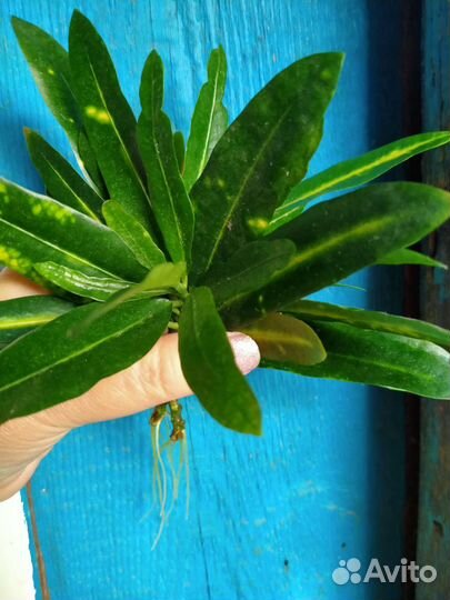 Кротон узколистный