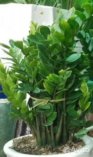 Замиокулькас