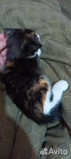 Кошки в добрые руки бесплатно