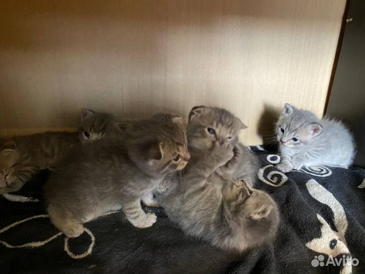 Очаровательные котята