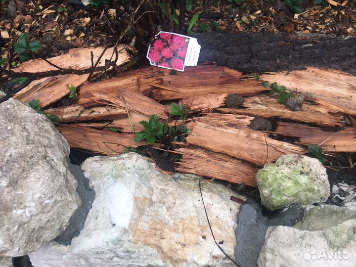 Кора дуба для мульчирования