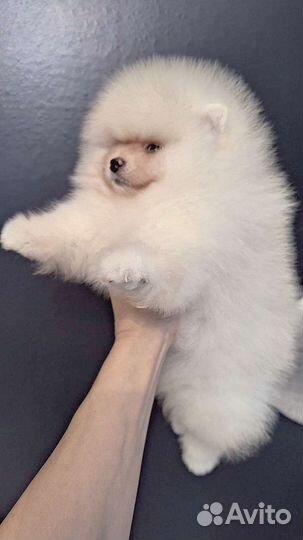 Померанец РКФ