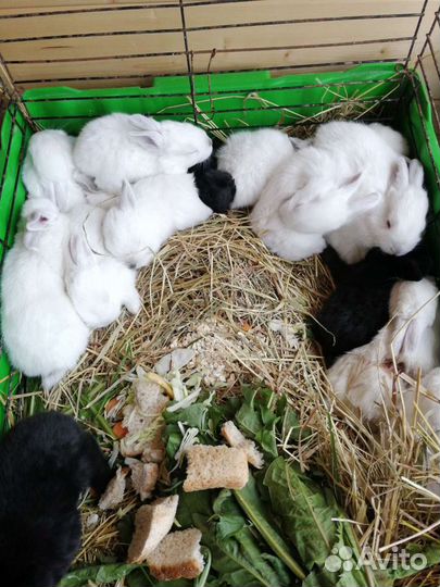 Кролики мясных пород