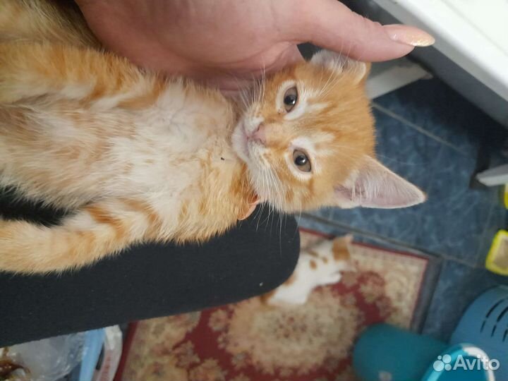 Кошки бесплатно