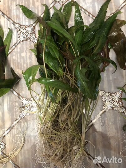 Криптокорина