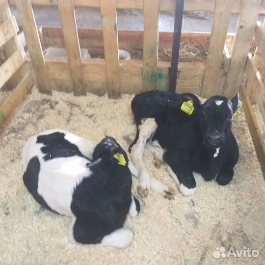 Породистые подрощенные бычки