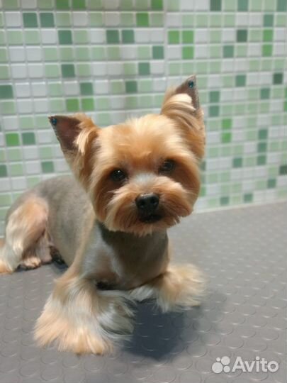 Груминг и чистка зубов