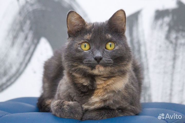 Веселая кремово-голубая кошка Масянька ищет дом