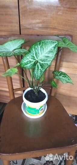 Комнатные цветы Сингониум