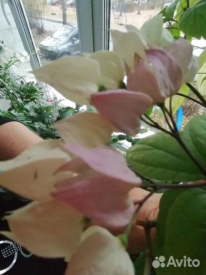 Кленодендрум