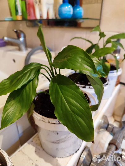 Спацифилум