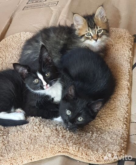 Котенок в добрые руки