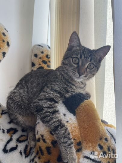 Кошка в дар бесплатно