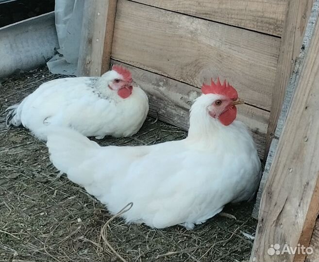 Петушок породы доминант