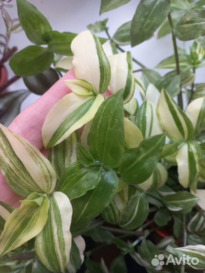 Традесканция