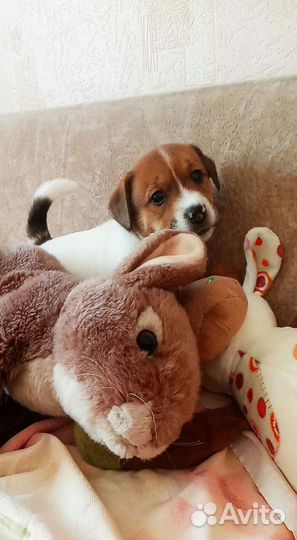 Щенки Джек Рассел терьер