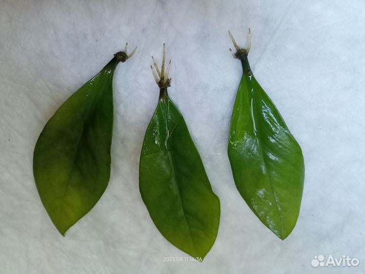 Замиокулькас