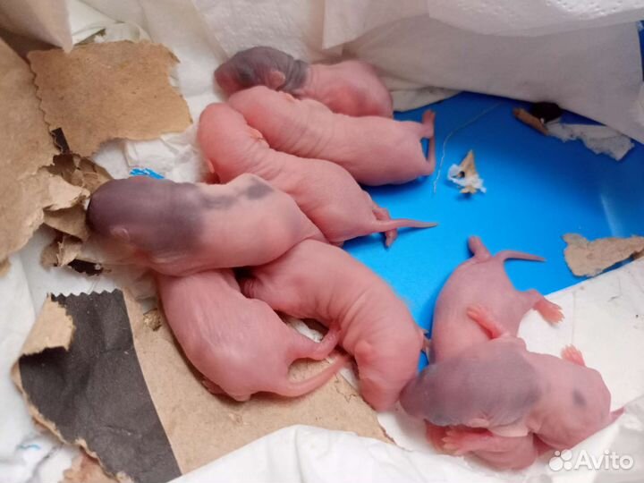 Крысята в добрые руки