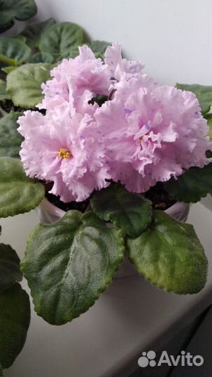 Фиалка сортовая