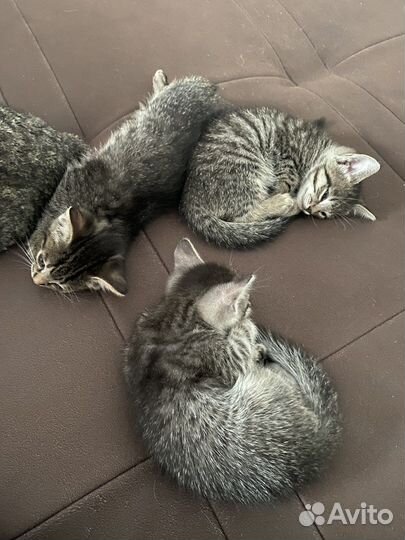 Котенок в самые добрые руки