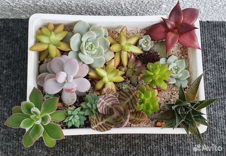 Суккуленты