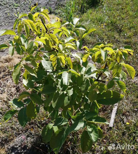 Грецкий орех саженцы