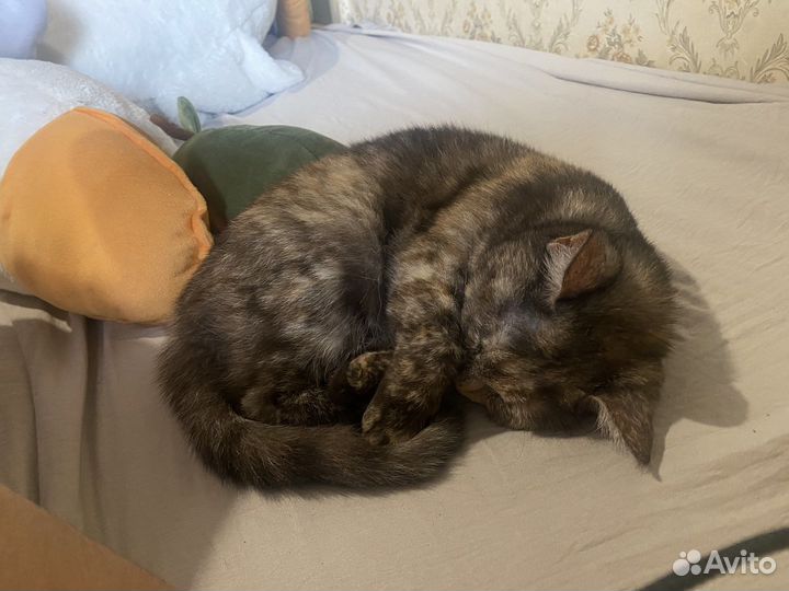 Кошка в дар бесплатно
