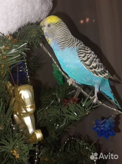 Волнистый попугай