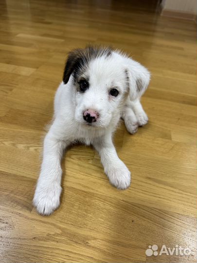 Отдам щенка в добрые руки