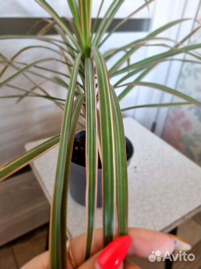 Драцена маргината биколор