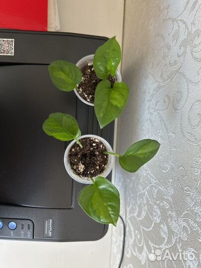 Эпипремнум Глобал Грин