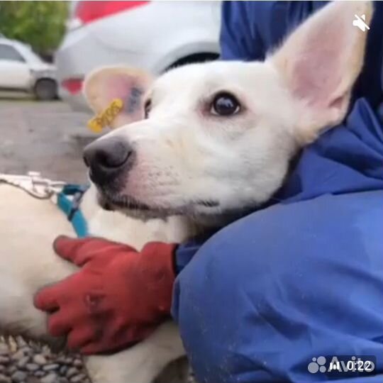 Маленький пёсик коротколапик ждет своё счастье