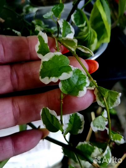 Фикусы срезом