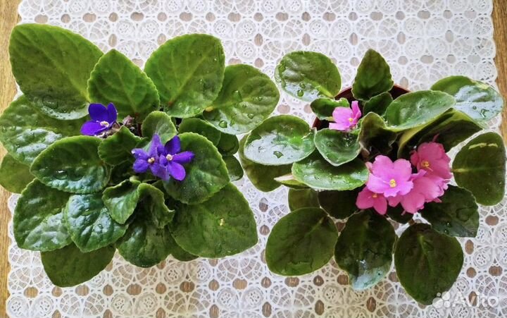 Фиалки узамбарские