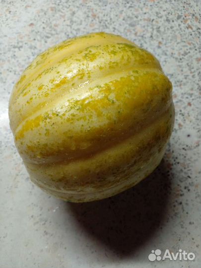 Огурдыни семена: Королевы Анны.Грин Бьюти.Нектарин