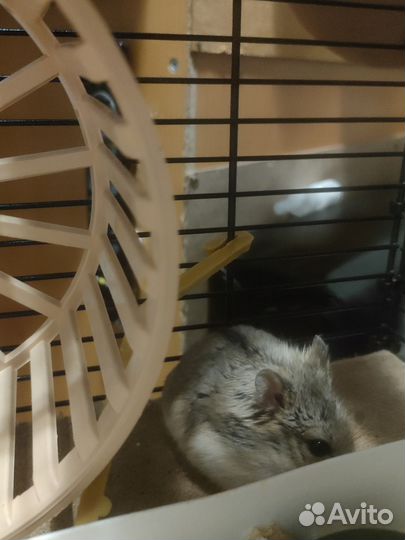 Джунгарский хомяк девочка