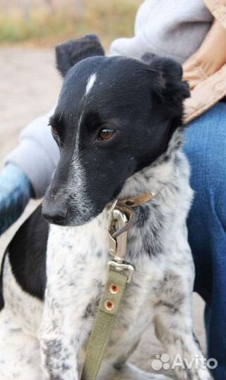 Собачка небольшая стерилизована с доставкой