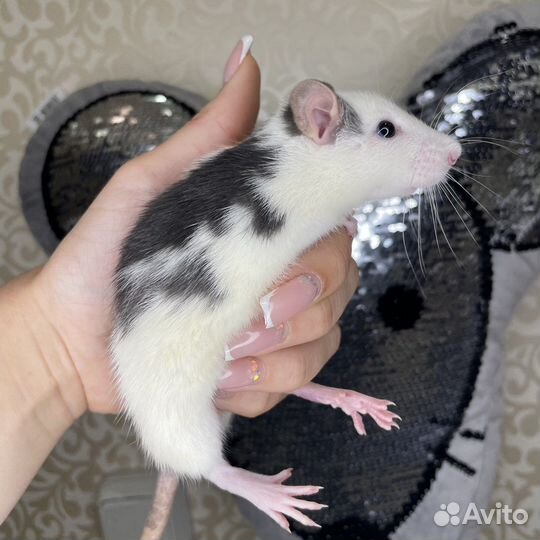 Питомник. Дамбо крысы, крысята, крыса