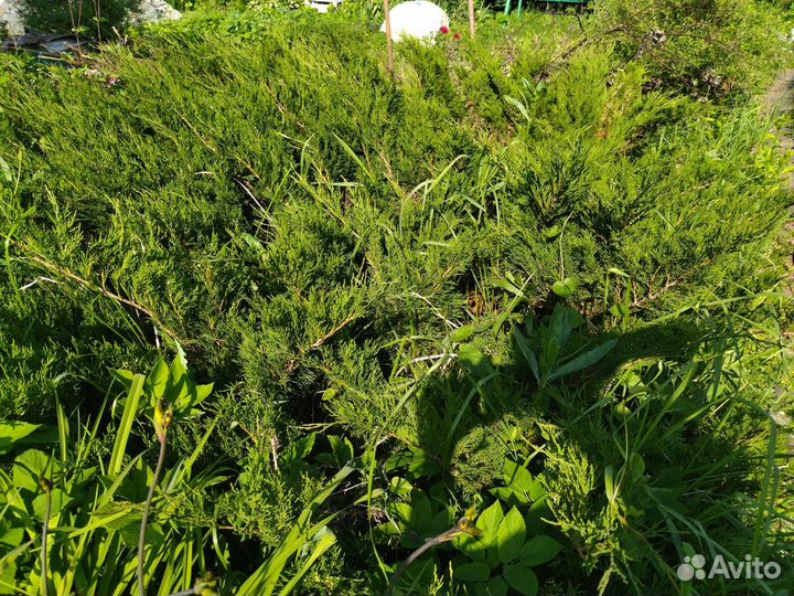 Можжевельник. Отростки