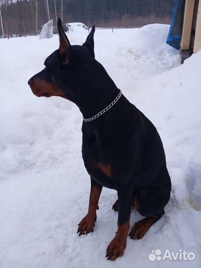Щенки добермана