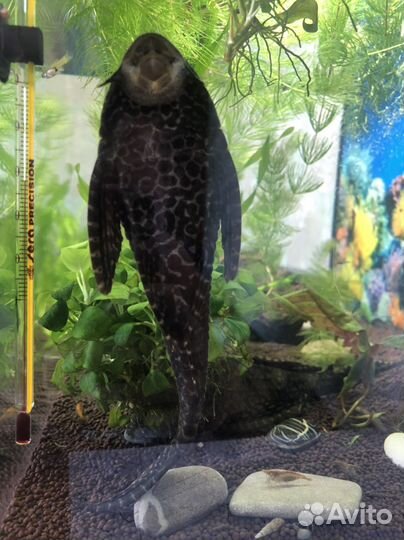 Сомик обмен