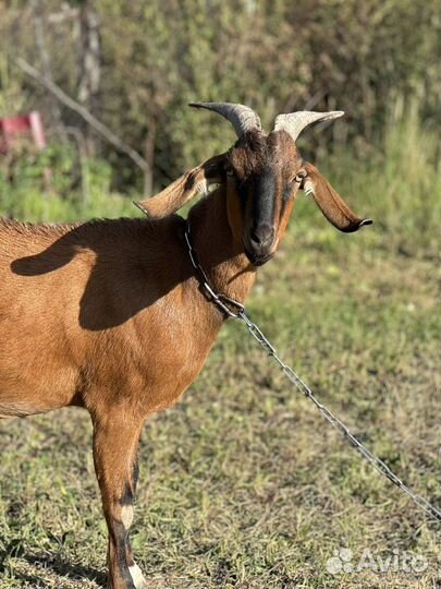 Коза дойная нубийская