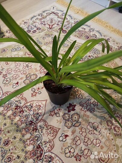 Цимбидиум Слоновая Кость