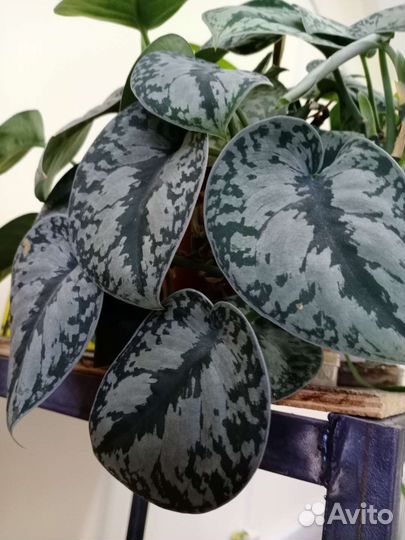 Клеродентум,обовата вар.,сциндапаус,филодендрон