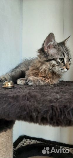 Масенька с улицы